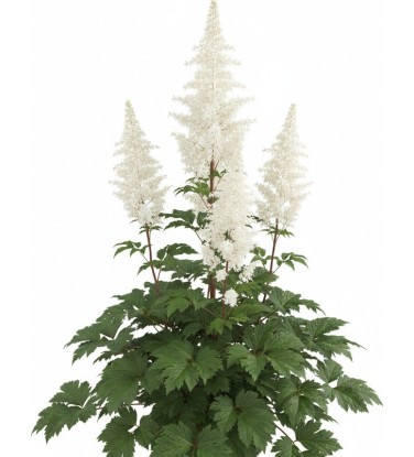 Bundle Vivaces la collection complète!