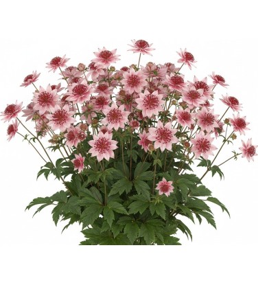 Bundle Vivaces la collection complète!