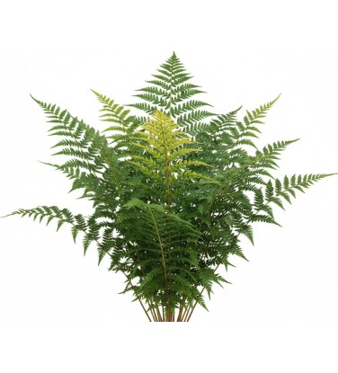 2.200 plantes 2D & 3D pour Vectorworks, prêt à l'emploi !