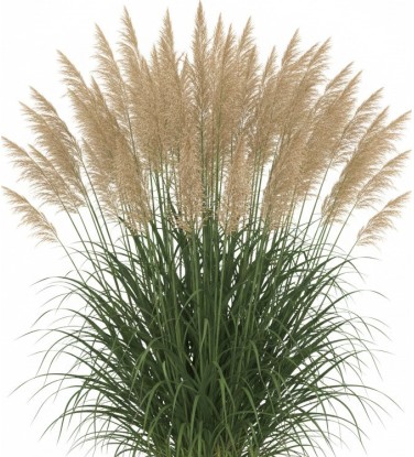 2.200 plantes 2D & 3D pour Vectorworks, prêt à l'emploi !