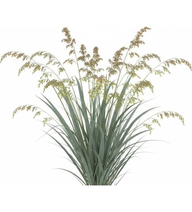 2.200 plantes 2D & 3D pour Vectorworks, prêt à l'emploi !