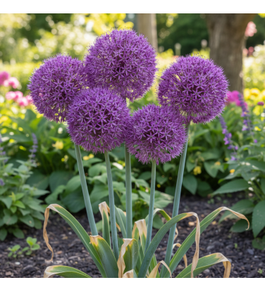 Bundle Vivaces la collection complète!