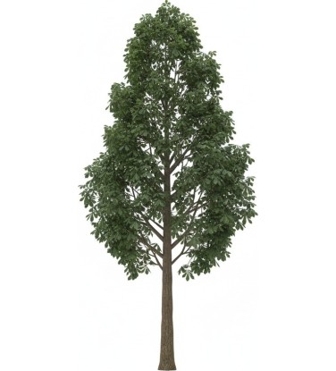 Arbres haute-tige Pack1 (fr)