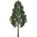 Ready-to-use trees for Vectorworks.  2D - 3D + DB