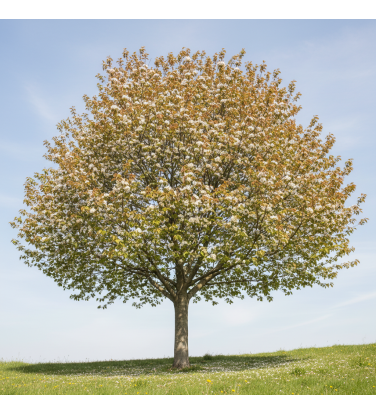 Ready-to-use trees for Vectorworks.  2D - 3D + DB