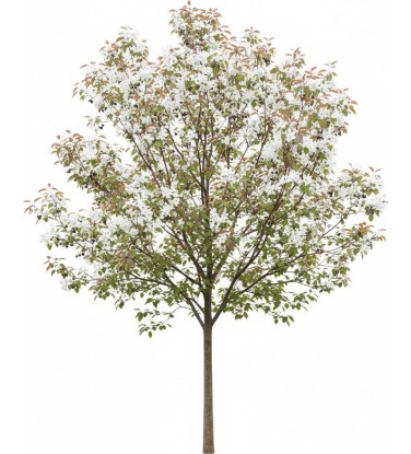 Arbres prêts à l'emploi pour Vectorworks.  2D - 3D + BDD