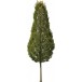 Tall trees Pack1 (fr)