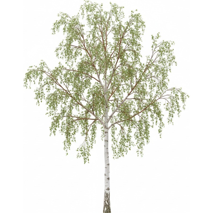 Arbres prêts à l'emploi pour Vectorworks.  2D - 3D + BDD