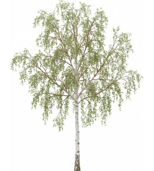 Ready-to-use trees for Vectorworks. 2D - 3D + DB