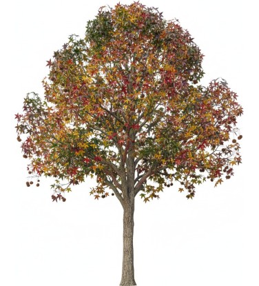 Arbres prêts à l'emploi pour Vectorworks.  2D - 3D + BDD