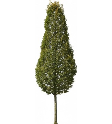 Ready-to-use trees for Vectorworks.  2D - 3D + DB