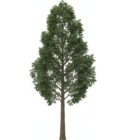 Arbres prêts à l'emploi pour Vectorworks.  2D - 3D + BDD