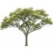 Tall trees Pack2 (en)