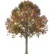 Tall trees Pack2 (en)