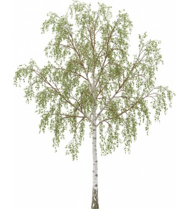 Ready-to-use trees for Vectorworks.  2D - 3D + DB