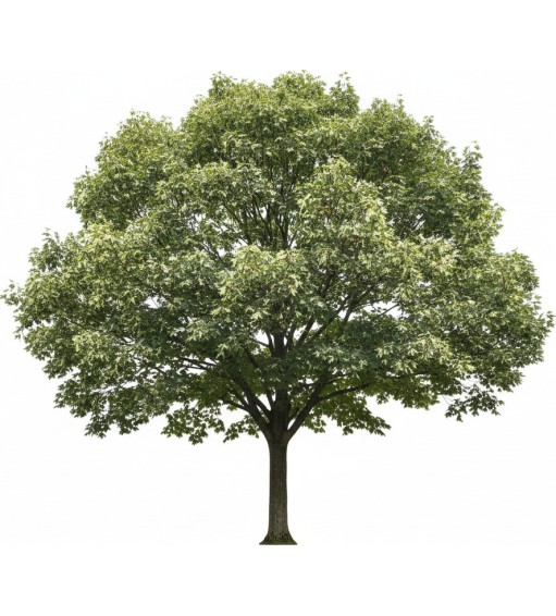 Arbres prêts à l'emploi pour Vectorworks.  2D - 3D + BDD