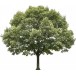 Ready-to-use trees for Vectorworks.  2D - 3D + DB
