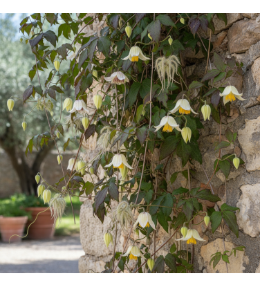 Ready-to-use climbing plants for Vectorworks.  2D + database