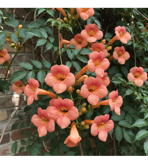 Climbing plants Pack1 (en)