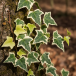 Climbing plants Pack2 (en)