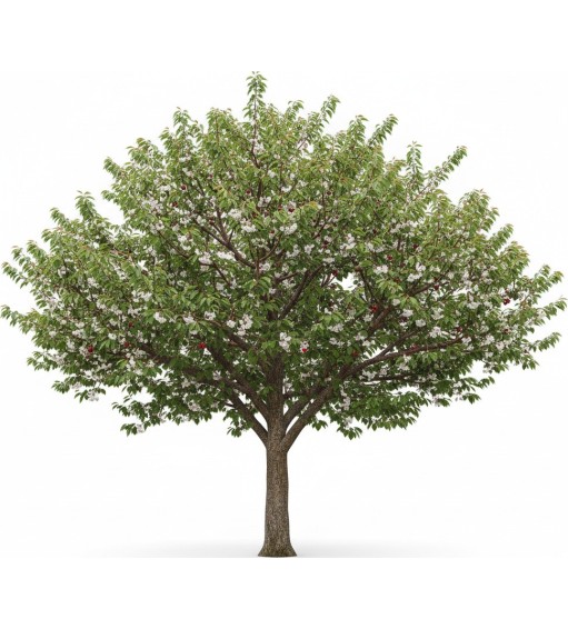 Free Discovery Pack - Plant Styles (2D/3D) for Vectorworks (fr)