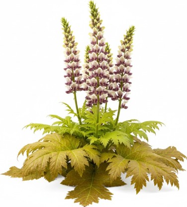 Pack 378 Perennials Vectorworks 2025 – Lightweight 2D and 3D