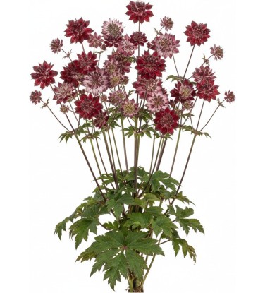 Pack 378 Perennials Vectorworks 2025 – Lightweight 2D and 3D