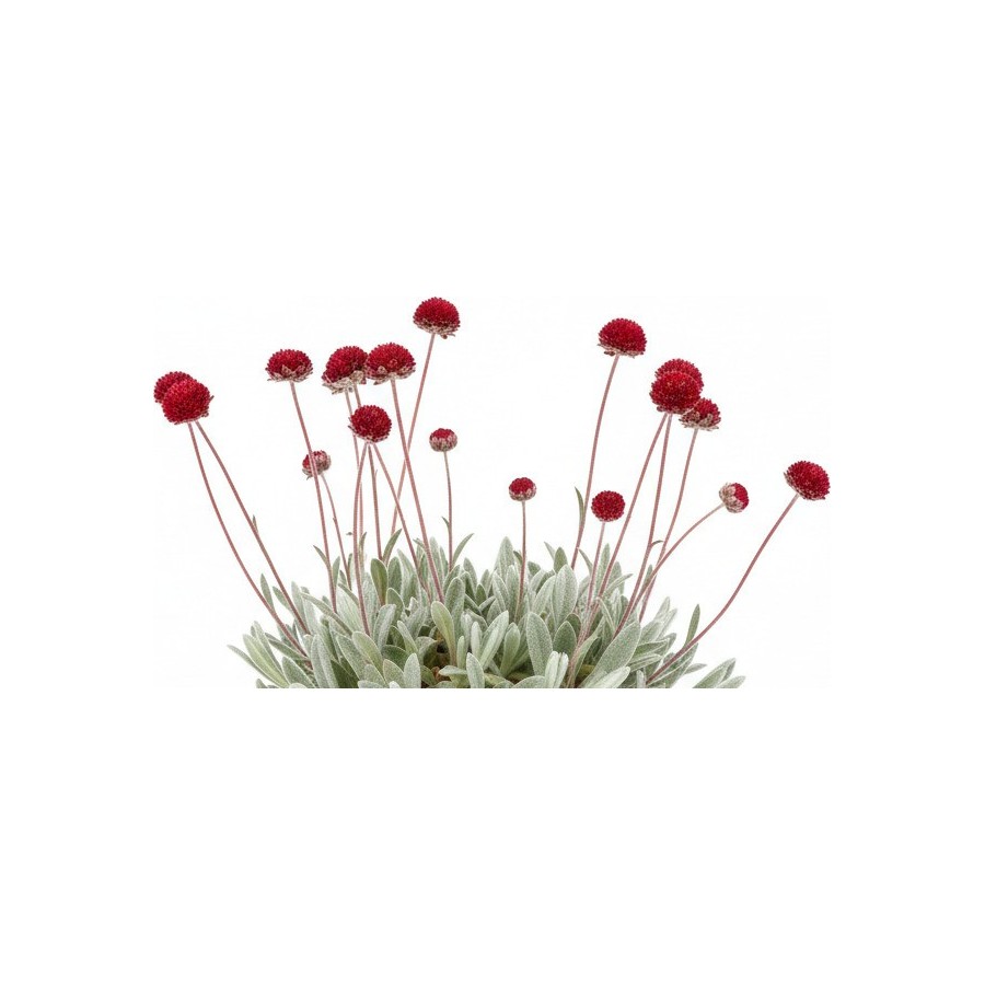 Pack 378 Plantes Vivaces Vectorworks 2025 – 2D & 3D Légères