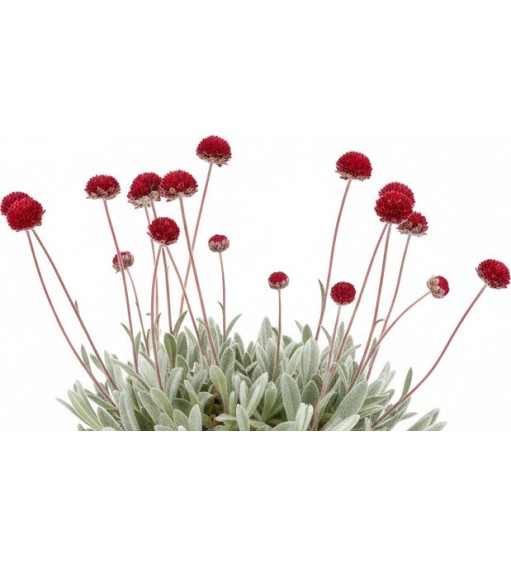 Pack 378 Perennials Vectorworks 2025 – Lightweight 2D and 3D