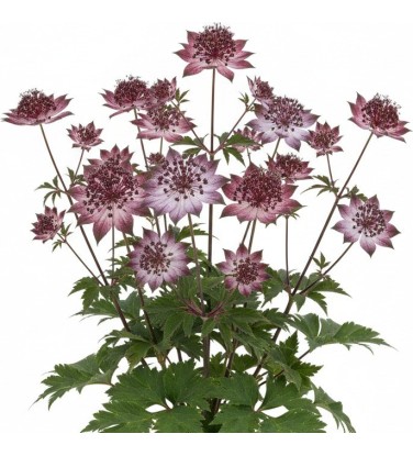 Plantes vivaces Pack 5