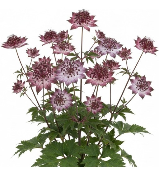 Plantes vivaces Pack 5