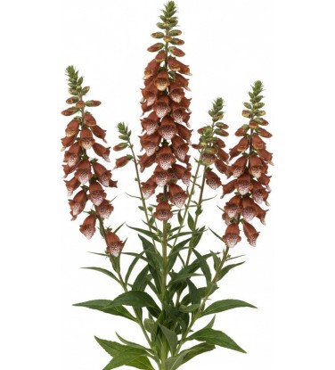 Pack 378 Perennials Vectorworks 2025 – Lightweight 2D and 3D