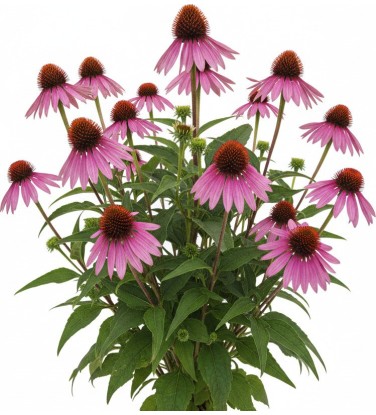 Pack 378 Perennials Vectorworks 2025 – Lightweight 2D and 3D