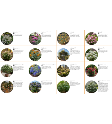 Pack 378 Perennials Vectorworks 2025 – Lightweight 2D and 3D