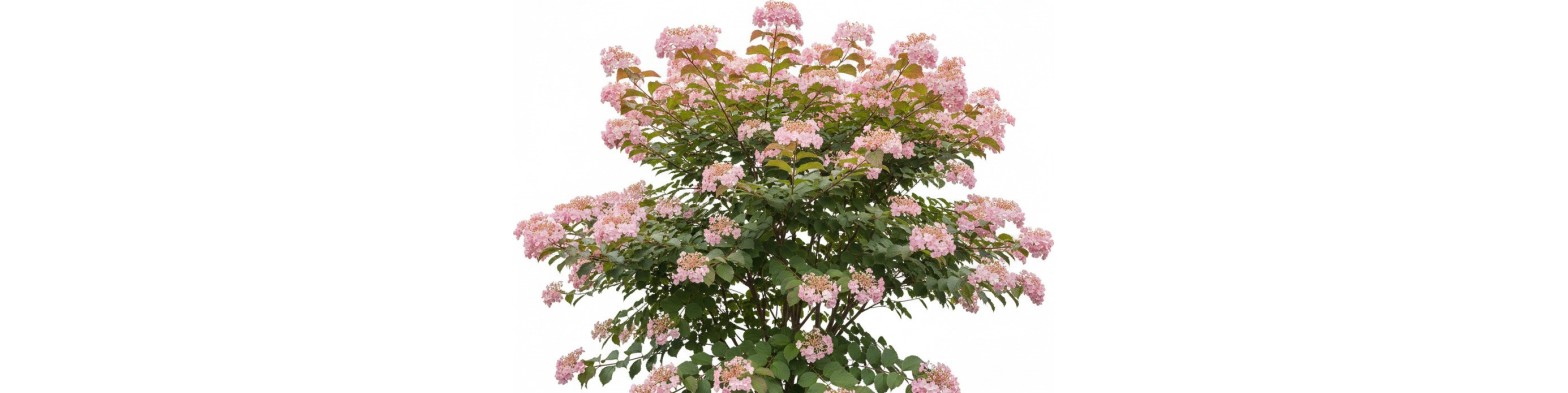 Shrubs for Vectorworks - 2D - 3D ready to use with data and photos.