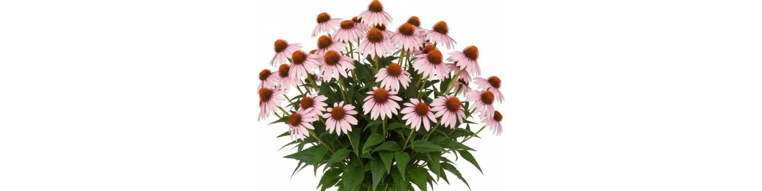 Symbols and database of perennials for Vectorworks