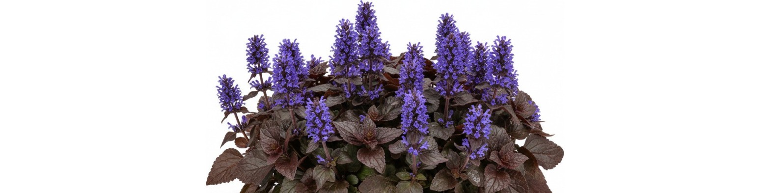 Symbols and database of perennials for Vectorworks in English