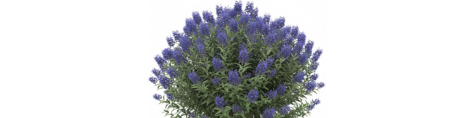 Symbols and shrub databases for Vectorworks in English