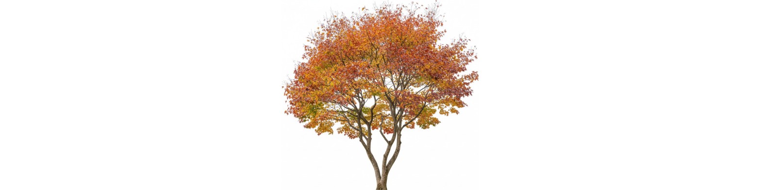 Arbres multi-troncs (fr)